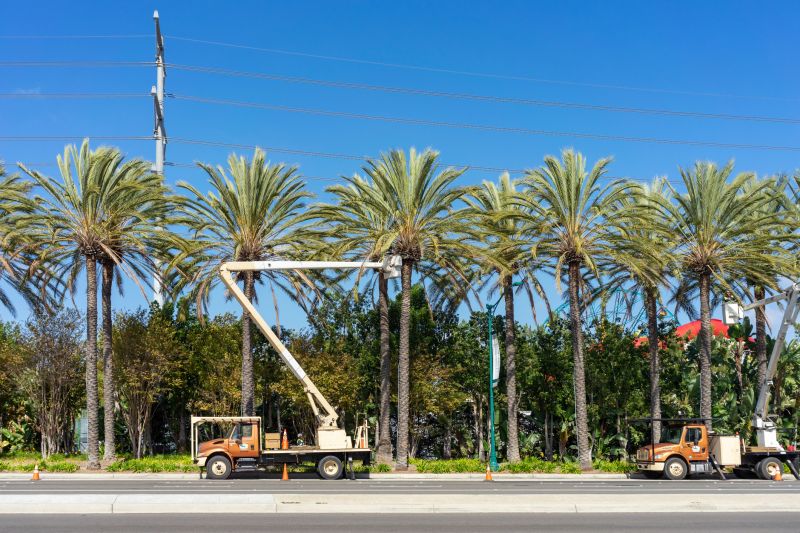 Local Palm Tree Trimming pros at work