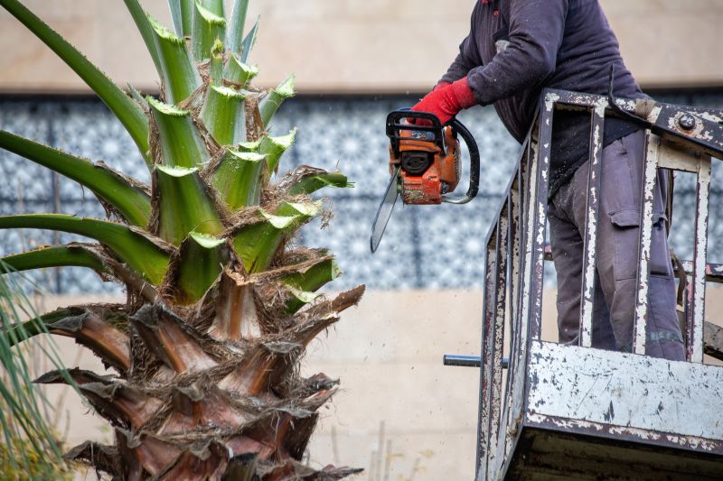Palm Tree Trimming