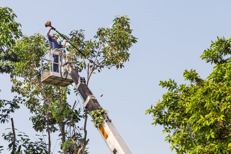 Commercial Tree Trimming in Denver County, CO