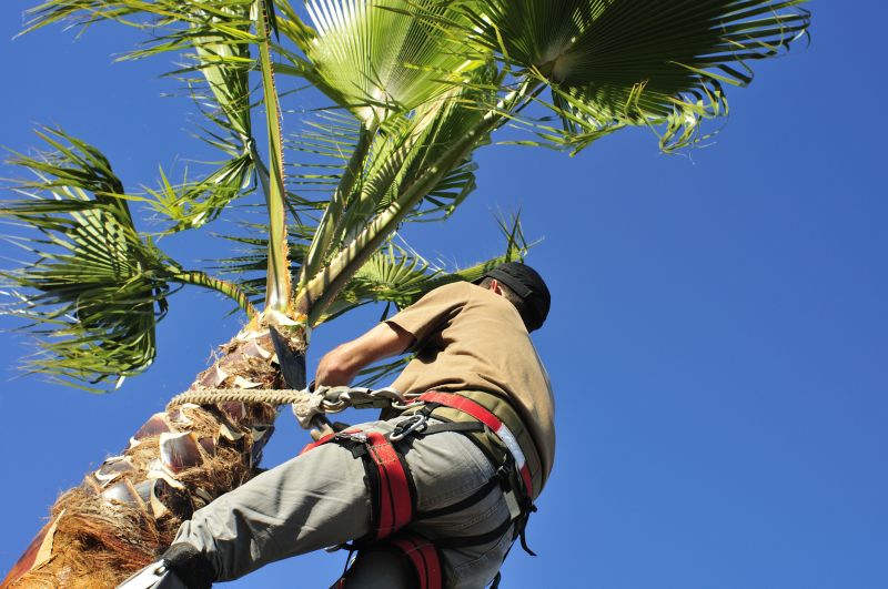 Palm Tree Trimming Costs — Cost of Palm Tree Trimming