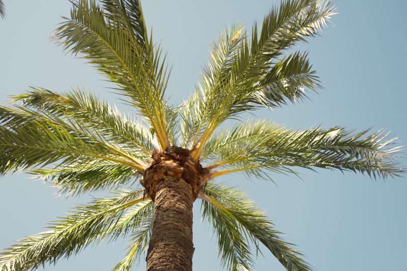 Palm Tree Trimming Costs — Cost of Palm Tree Trimming