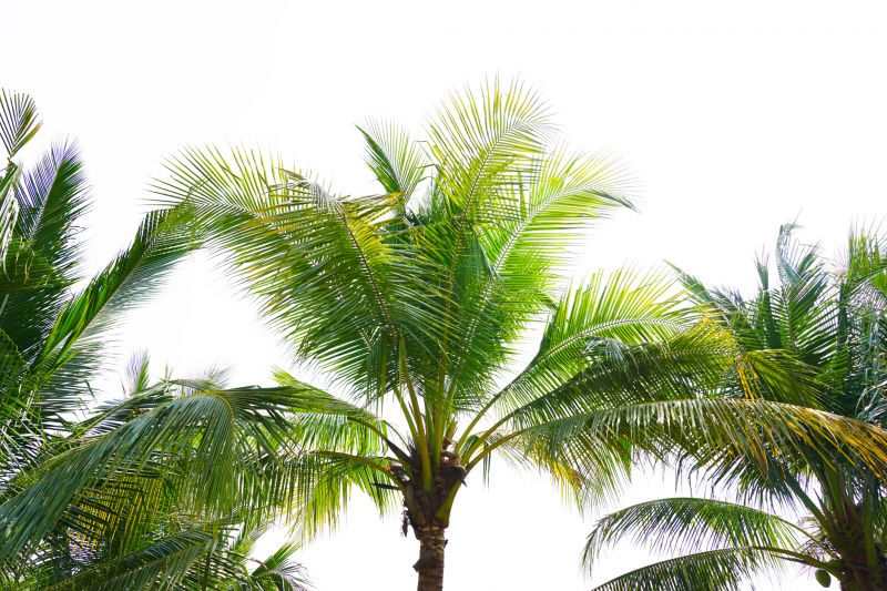 Healthy Palm Canopy