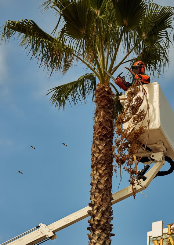 Palm Tree Trimming in Action