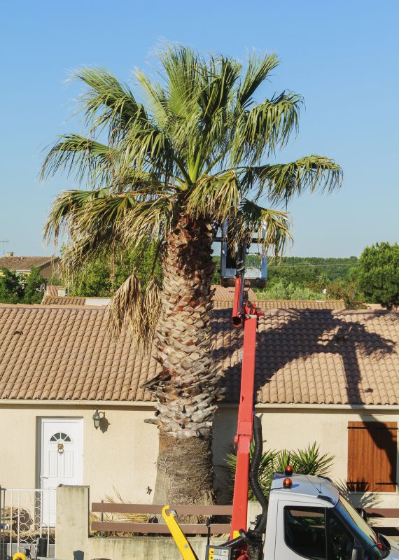 Products For Palm Tree Trimmings in use