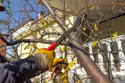 Tree Limbs Removal in Pottstown, PA