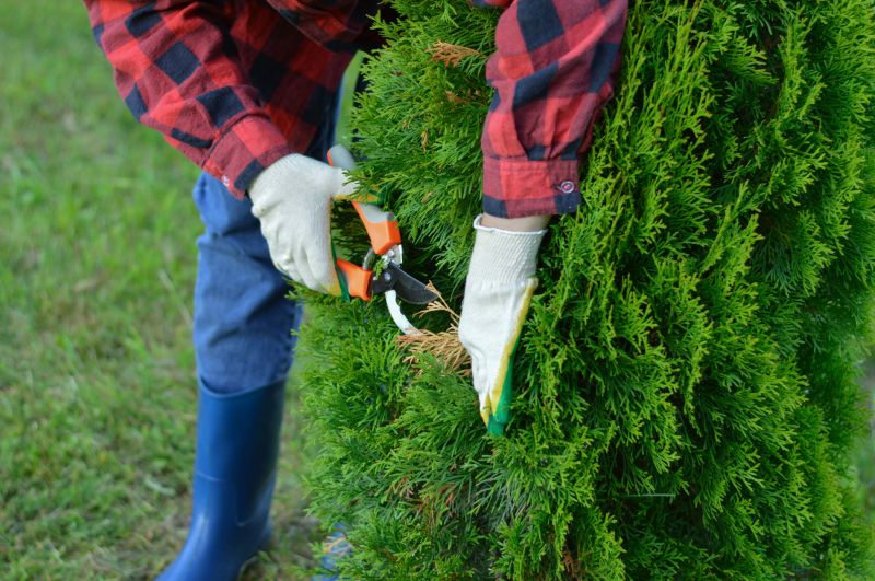 Arborist Pruning Techniques