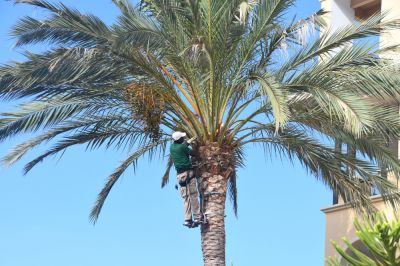 Helps Palm Trees Look Attractive!